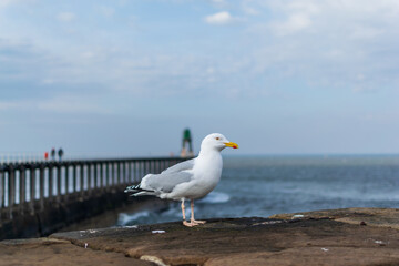 seagull on the pier