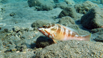 Butterfly fish on the Red Sea reef. 