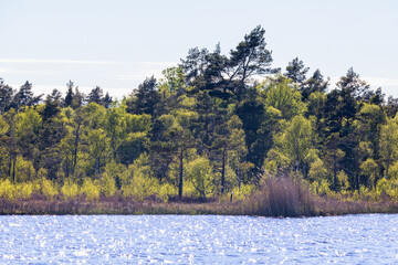 Bog forest by a lake