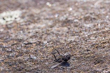 Fly lying on the back of a rock