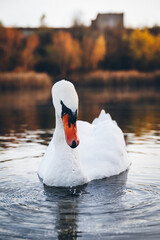 Beautiful white swan close up on a warm sunset background. The swan's muzzle and beak drains water and drops into the water.
