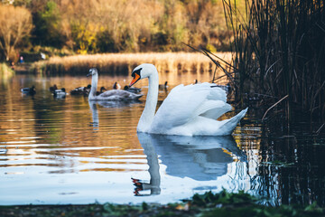 Swan swims to shore in search of food. In the background, reeds and other swans and wild ducks swim on the lake.