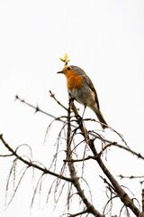 European Robin perched on a tree branch