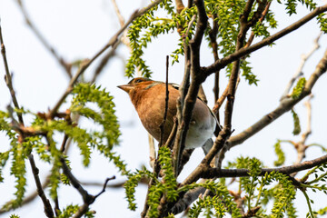 Common Chaffinch in a garden in the morning