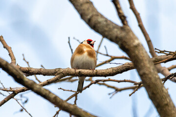 European Goldfinch perched on a tree branch