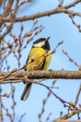 Great Tit perched on a tree branch