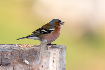 Common Chaffinch in a garden in the morning