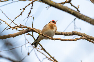 European Goldfinch perched on a tree branch