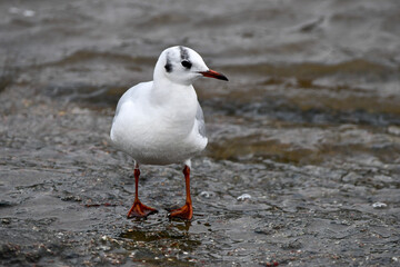 seagull on the beach