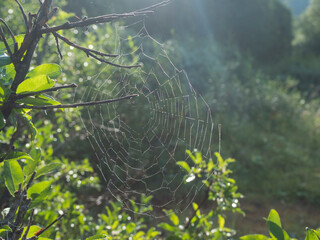 A close up perfect spider web covered with little drops of dew between two green branches with rays of sun and bokeh lights. A spiral trap for insect Selective focus, copy space