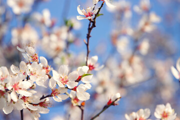 background of spring cherry blossoms tree. selective focus