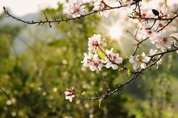 background of spring cherry blossoms tree. selective focus