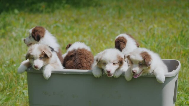 Active puppies jump out of the basket. Make an effort - motivation concept