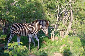 Fototapeta na wymiar Zebra emerging into the sunlight, South Africa 