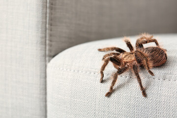 Scary tarantula spider on couch in room, closeup