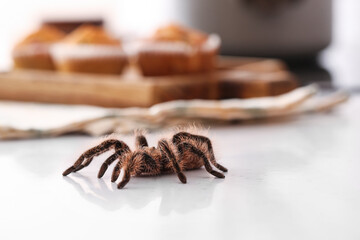 Scary tarantula spider on table in kitchen, closeup