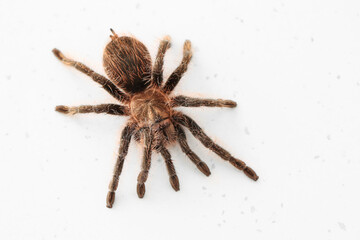 Scary tarantula spider on light background