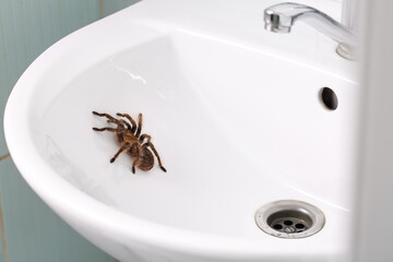 Scary tarantula spider on sink in bathroom