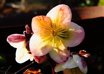 Helleborus x ericsmithee 'Pirouette'
