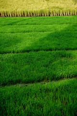 green and yellow color composition, the next generation, young Paddy replaces old Paddy