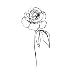 Modern art line roses of isolated rose flower on white background. Vector design