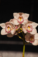 Cymbidium Orchid Flowers 8847