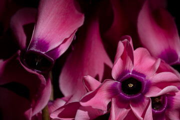 pink cyclamen flowers macro close up. Red sunlit cyclamens on black background 