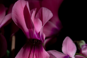 pink cyclamen flowers macro close up. Red sunlit cyclamens on black background 