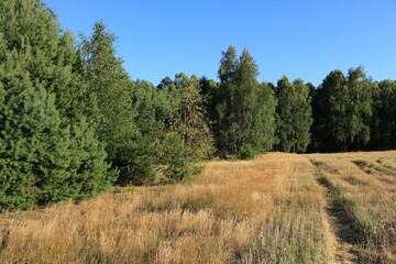 Łąka w lesie
