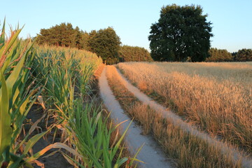 Letnia droga © Ireneusz