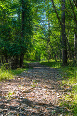長野県の甲武信ヶ岳の登山道