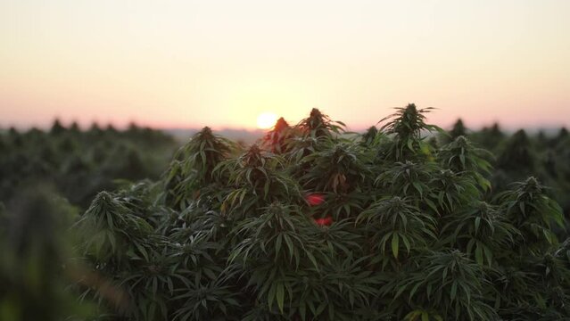 Cannabis farm in South East Colorado at sunrise.