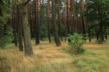 Łąka w lesie