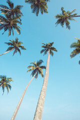 Fototapeta na wymiar Coconut palm trees on tropical beach with blue sky