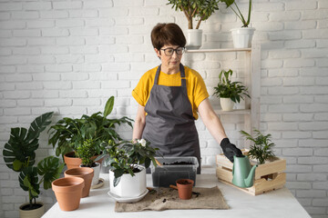 Middle aged woman gardener transplanting plant in ceramic pots on the white wooden table. Concept of home garden. Spring time. Stylish interior with a lot of plants. Taking care of home plants.