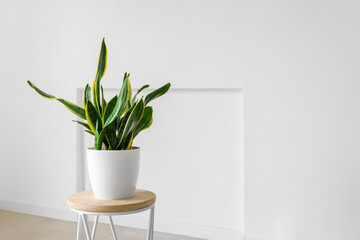 Modern table with houseplant in interior of light room