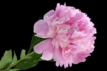 Pink peony flower on black
