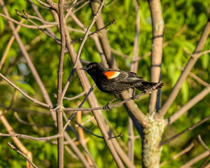 Red-Winged Blackbird on a branch