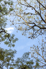 Bottom view of spread tree branches under the bright sky