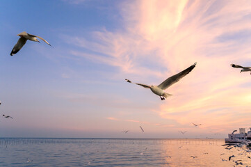 seagulls flying above the sea at beautiful sunset time with a twilight scene.