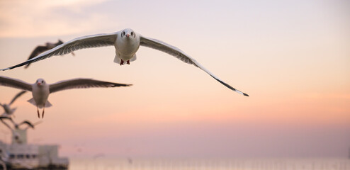 seagulls flying above the sea at beautiful sunset time with a twilight scene.