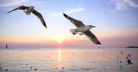 seagulls flying above the sea at beautiful sunset time with a twilight scene.