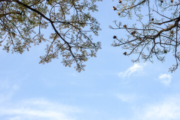Close up bottom view of spread tree branches against the bright sky with copy space