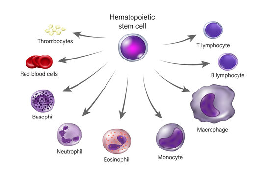 Hematopoietic stem cell. Erythrocytes, leukocytes and thrombocytes.