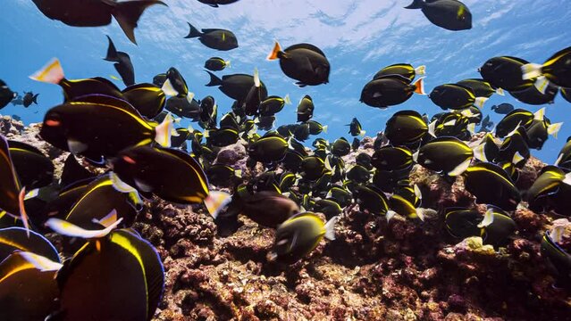 A school of black and gold fish swim and feed over a colourful and vivid pink coral reef