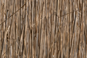 Fototapeta premium Schilf in einem See