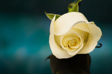 Single White Rose with Reflection on a dark blue/green Background.