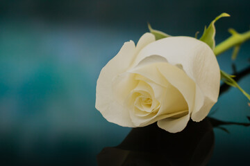 Single White Rose with reflection on a dark blue/green background.