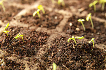 Tiny celery plant seedlings with cotyledons and first true leaves, close up. Celery or celeriac plants in seed starter tray with potting soil, indoors on windowsill or in greenhouse. Selective focus.