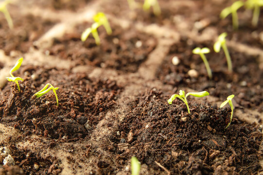 Tiny Celery Plant Seedlings With Cotyledons And First True Leaves, Close Up. Celery Or Celeriac Plants In Seed Starter Tray With Potting Soil, Indoors On Windowsill Or In Greenhouse. Selective Focus.